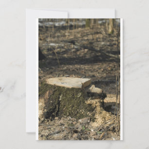 Tree stump