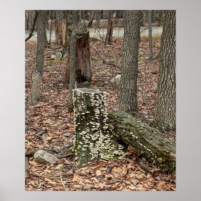Tree Stump in the Woods Poster (Front)