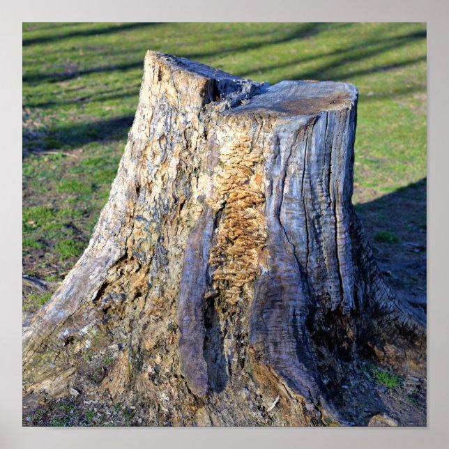 Tree Stump Poster (Front)