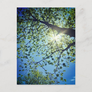 Tree & Sun Postcard