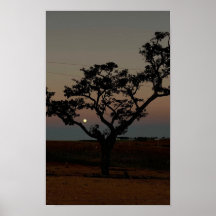 Tree Sunset Wall Nature Photography Rustic Home