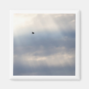 Tree Swallow 2x2 magnet 