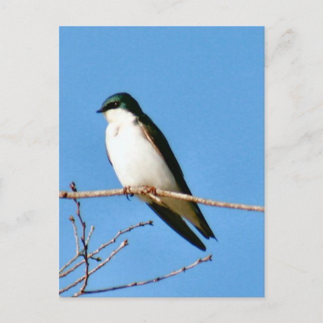 Tree Swallow Bird Photo Postcard (Front)