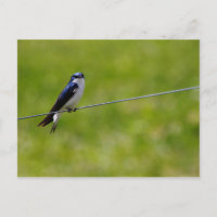 Tree Swallow Bird (Tachycineta bicolor)
