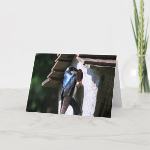 Tree Swallow Card