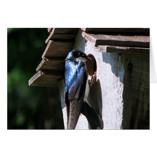 Tree Swallow Card