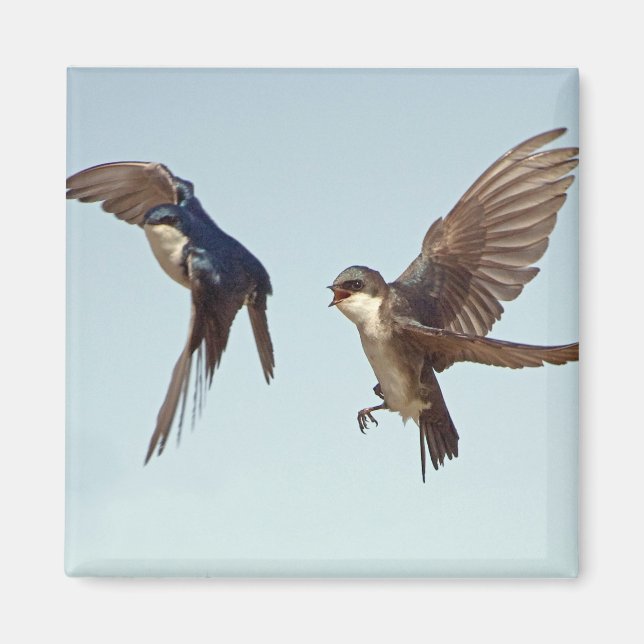 Tree Swallow Chase Magnet (Front)