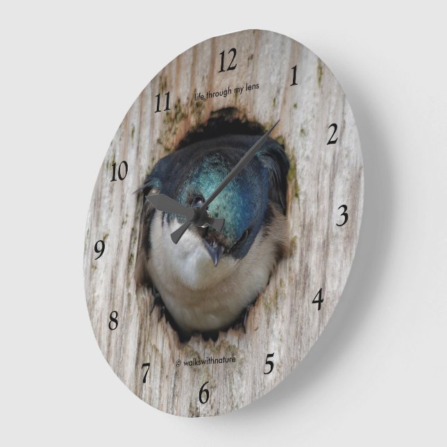 Tree Swallow in a Nestbox Large Clock (Angle)