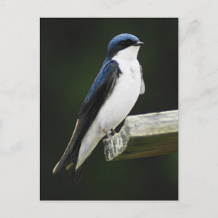 Tree Swallow Postcard