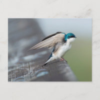 Tree Swallow