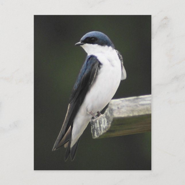 Tree Swallow Postcard (Front)