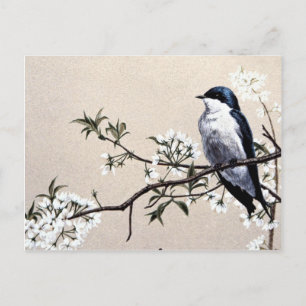 Tree swallow postcard