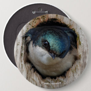 Tree Swallow Songbird in Nestbox 6 Cm Round Badge