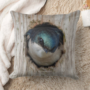 Tree Swallow Songbird in Nestbox Cushion