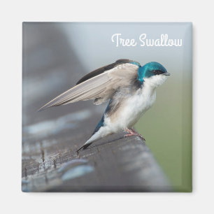 Tree swallow stretch magnet