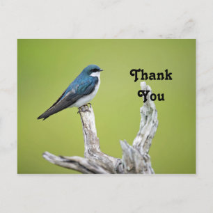 Tree Swallow Thank You Postcard