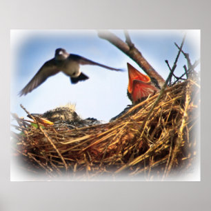 Tree Swallow's Nest Feeding Time Poster