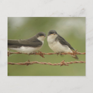 Tree Swallows Postcard