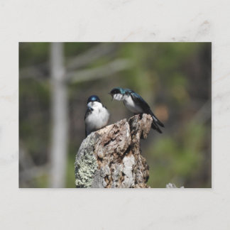 Tree Swallows Yelling Postcard