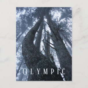 Tree Top View from Ground Olympic National Park Postcard
