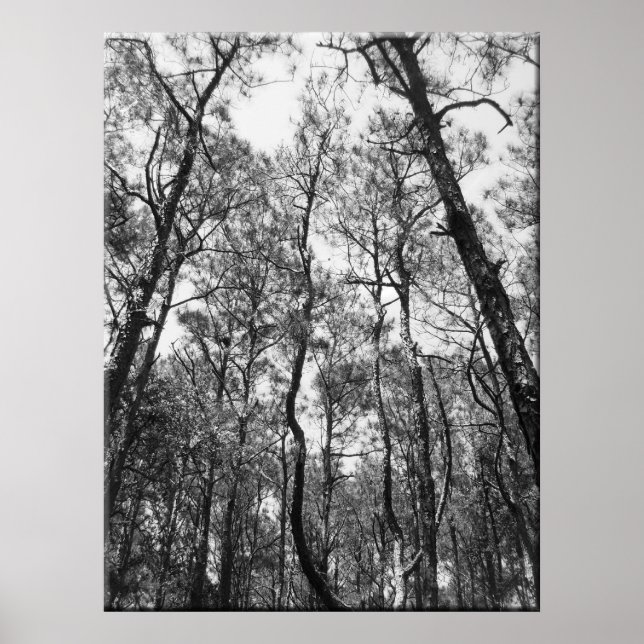 Tree Tops (b/w) Poster (Front)