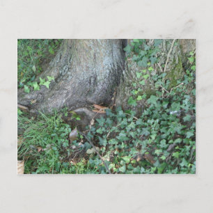 Tree trunk and ivy in forest postcard