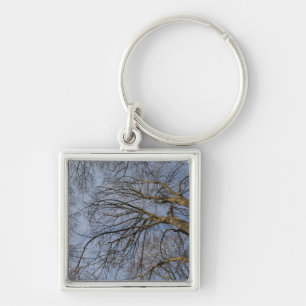 Tree trunk design/pattern. Pioineer Park, WA Key Ring