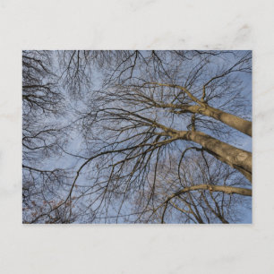 Tree trunk design/pattern. Pioineer Park, WA Postcard