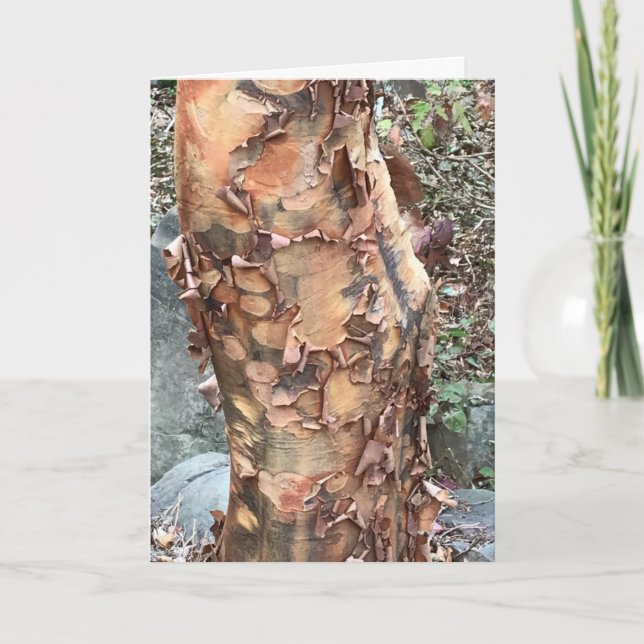 Tree Trunk Holiday Card (Front)