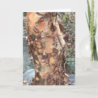 Tree Trunk