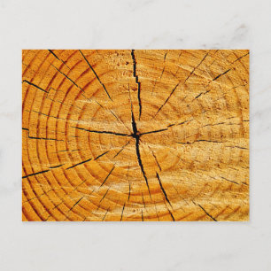 Tree Trunk Postcard