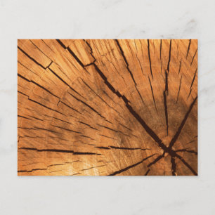 Tree Trunk Rings Postcard