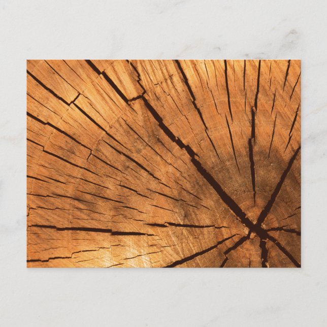 Tree Trunk Rings Postcard (Front)