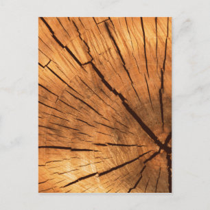 Tree Trunk Rings Postcard