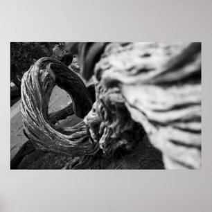 Tree Trunk Spiral B&W Photograph - Poster