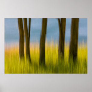 Tree Trunks and Grass   San Juan Islands, WA Poster