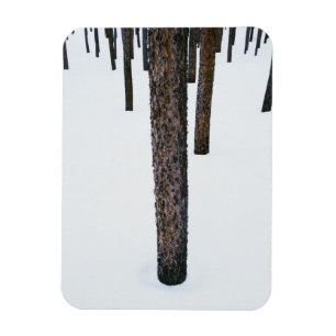 Tree Trunks in Snow Magnet