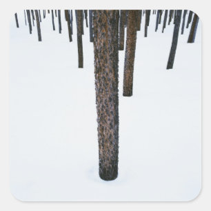 Tree Trunks in Snow Square Sticker