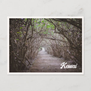 Tree Tunnel Kauai Kaapa Photo Postcard