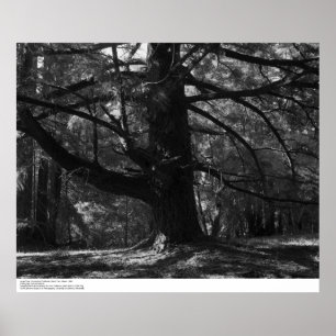 Tree, UC Santa Cruz, March 1962 Poster