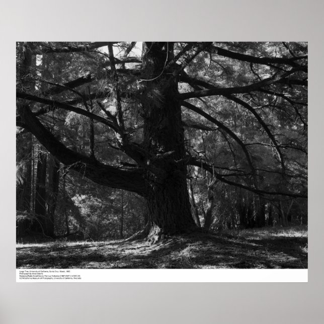 Tree, UC Santa Cruz, March 1962 Poster (Front)
