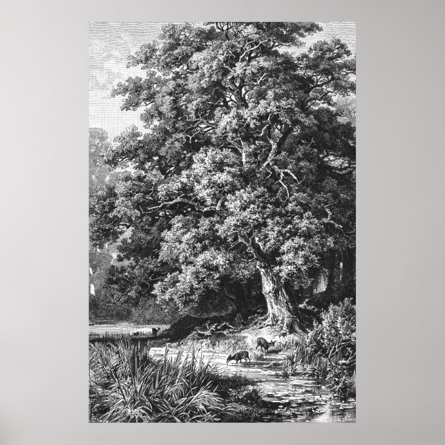 Tree Vintage Black White Oak Poster (Front)