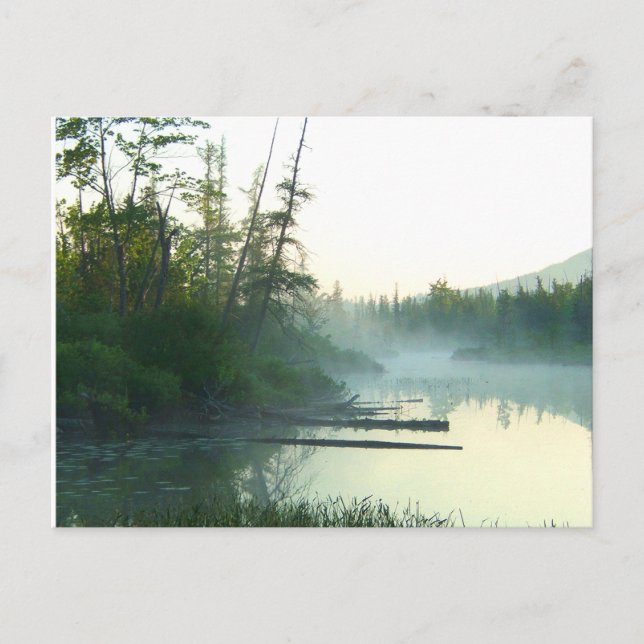 Tree Water Marsh Landscape Postcard (Front)