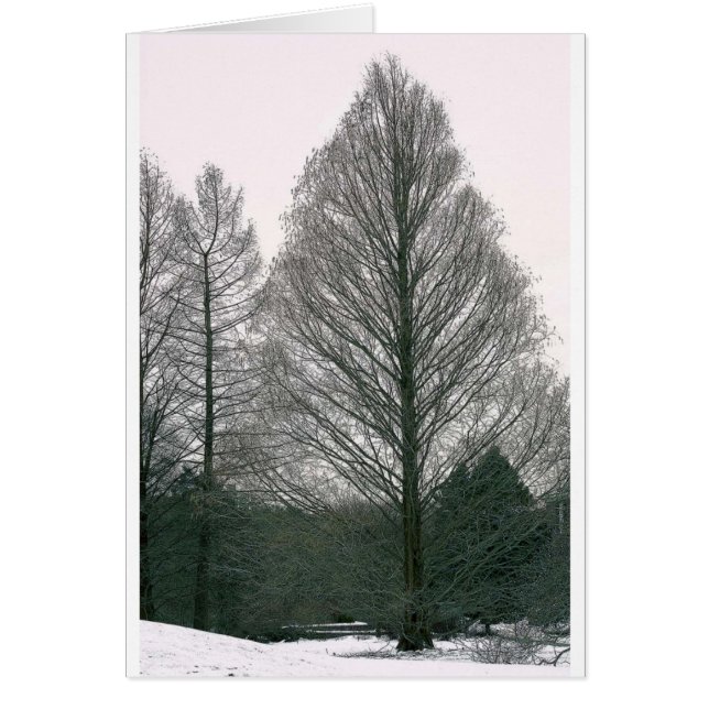 Tree - Wave Hill NYC (Front)