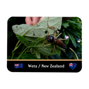 Tree Weta - large insect, nature / New Zealand Magnet