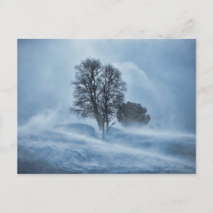 Tree winter storm blizzard blue postcard