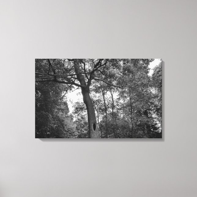Tree with a Mysterious Hole Canvas Print (Front)