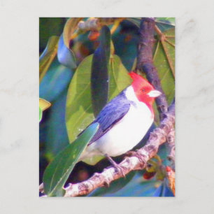 Tree with Brazilian Cardinal Postcard