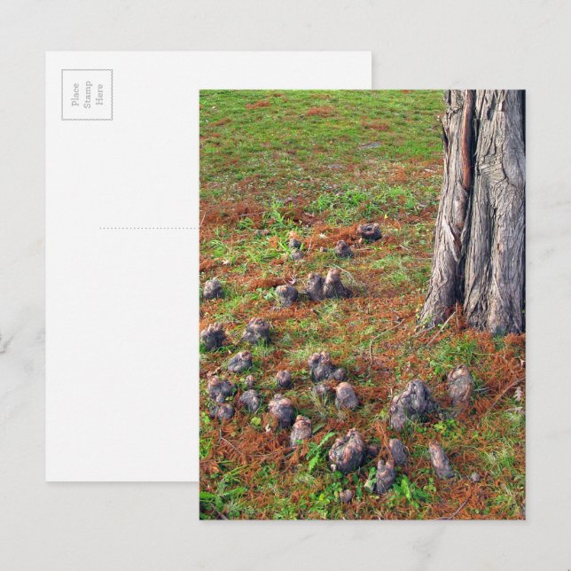 Tree with Roots Showing Nature Photography Postcard (Front/Back)