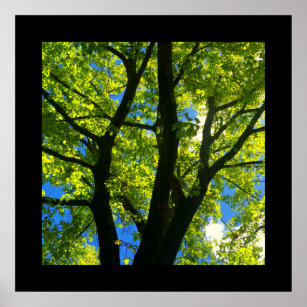 Tree with Spring Leaves Poster (Square)